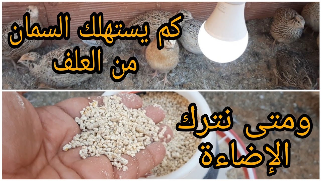 كم يستهلك السمان من العلف من التفقيس حتى النضج؟ ومتى نقوم بترك الإضاءة ليلا للسمان؟.