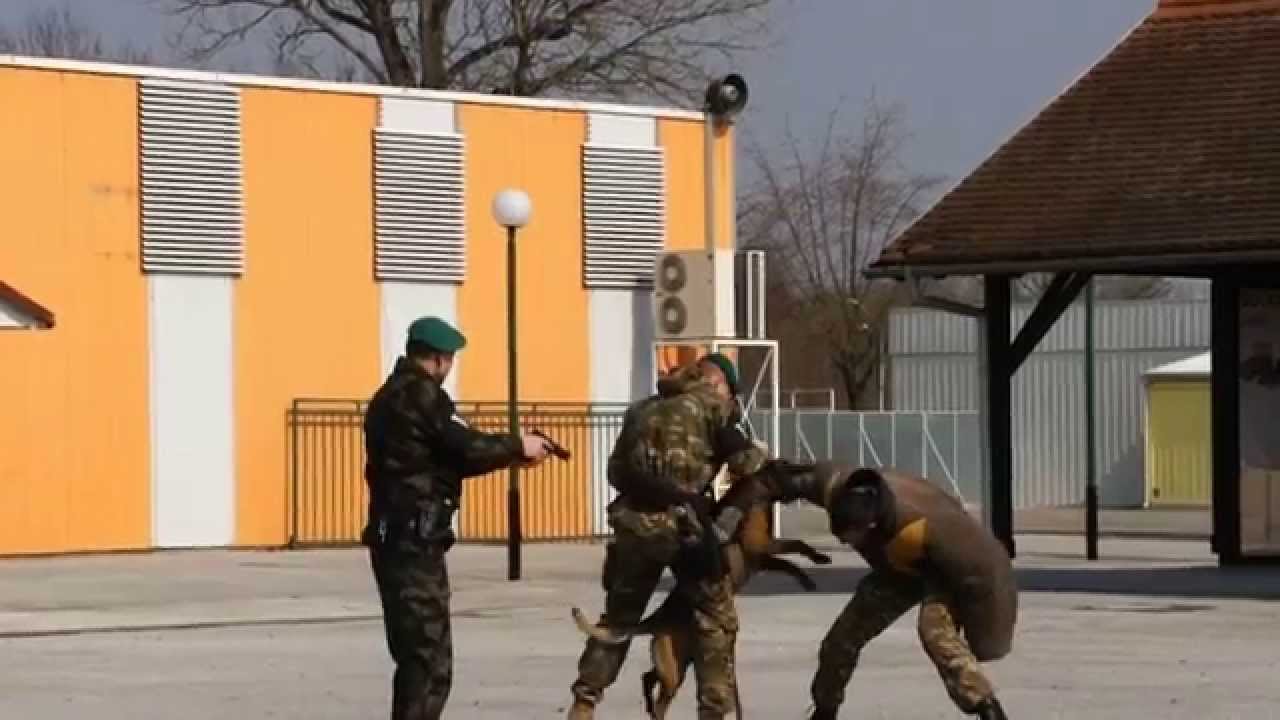 Vojaški pes
