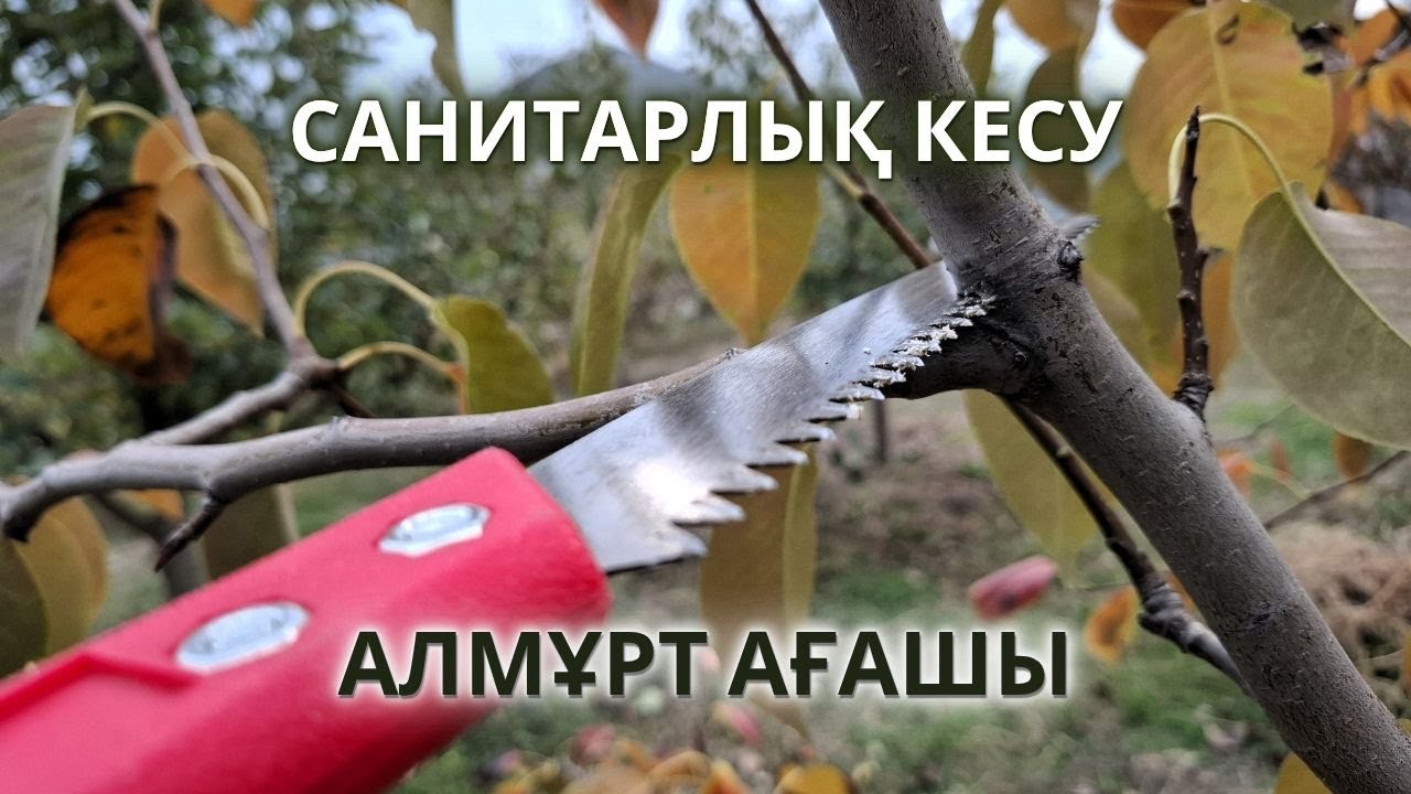 ЖЕМІС АҒАШЫН САНИТАРЛЫҚ КЕСУ, күзгі жұмыстар