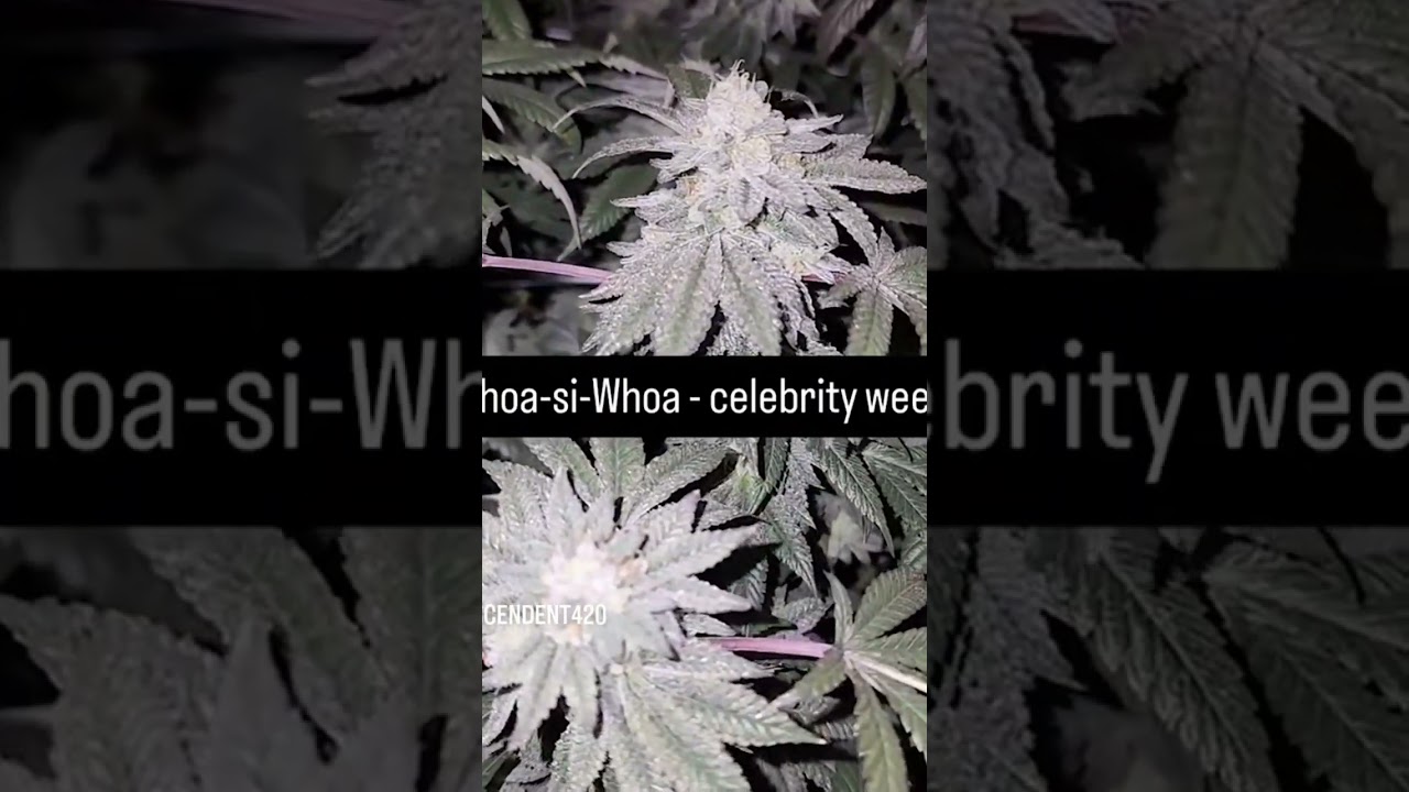 Whoa-si-Whoa Strain