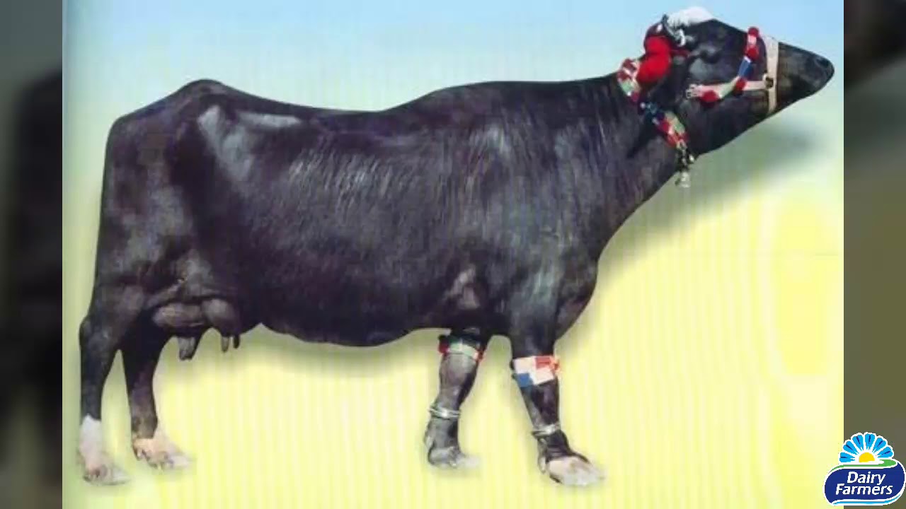 Difference Between Nili & Ravi Buffalo نیل اور روی بفیلو کے درمیان فرق