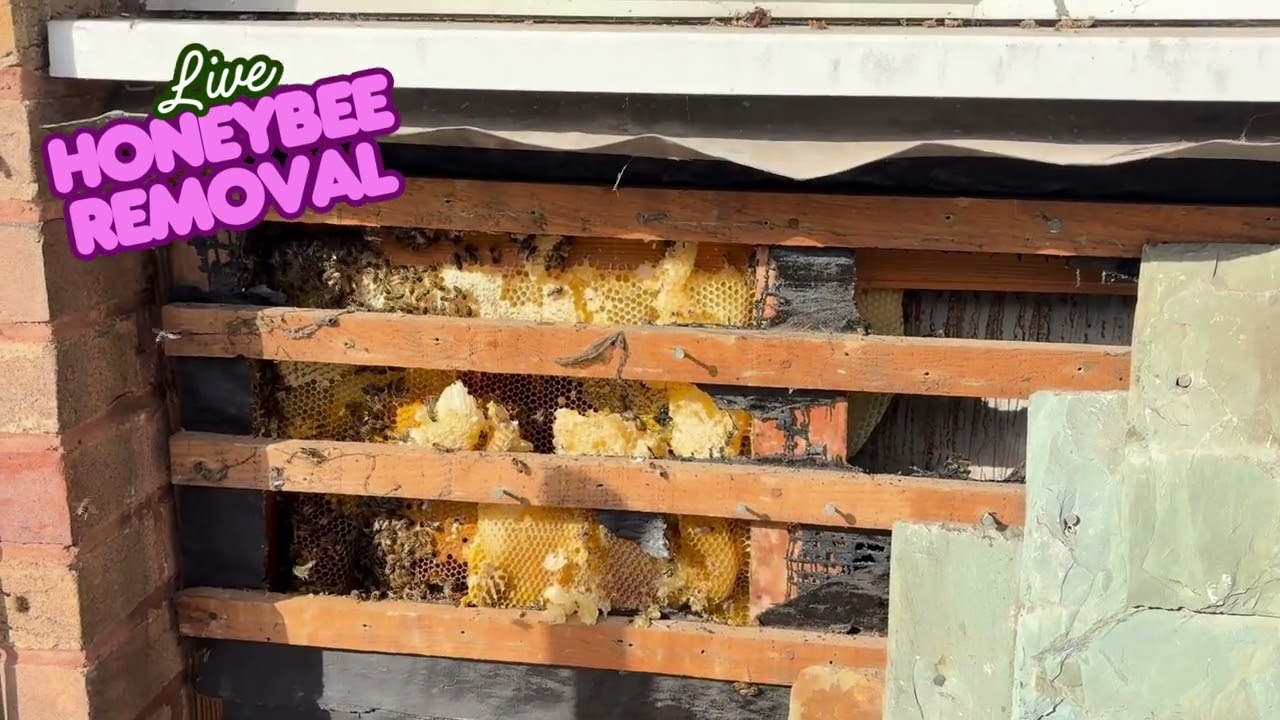 LIVE Honey Bee Removal &ndash; Watch the Hive Extraction Up Close! 🐝🍯