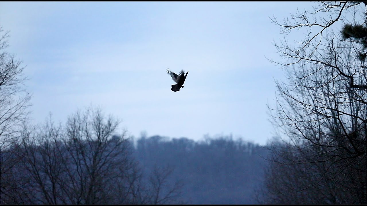 Flock of Turkeys Fly Across Road, Roost in Trees for the Night | Wild Bird Behavior