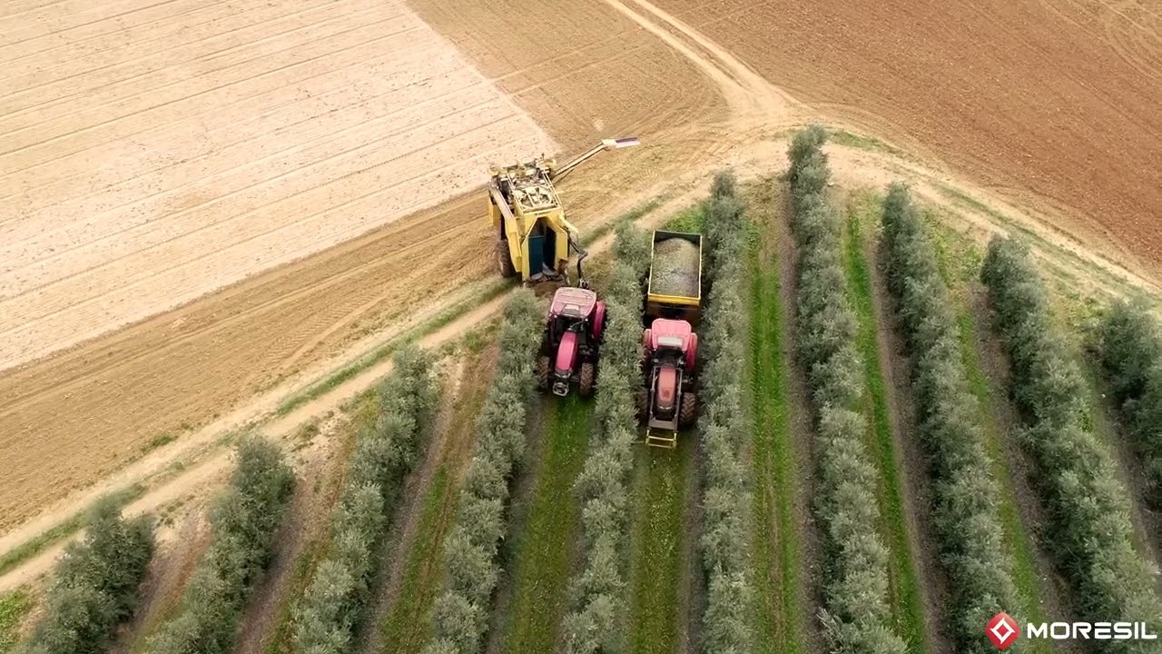 Super Intensive Olive Harvester by Moresil for Super High Density olive harvesting applications