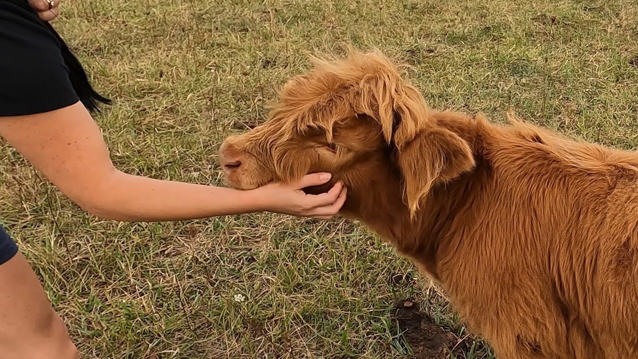 Meet Mayze: Our Friendliest Highland Calf Ever! - Adorable & Lovable Calf Video