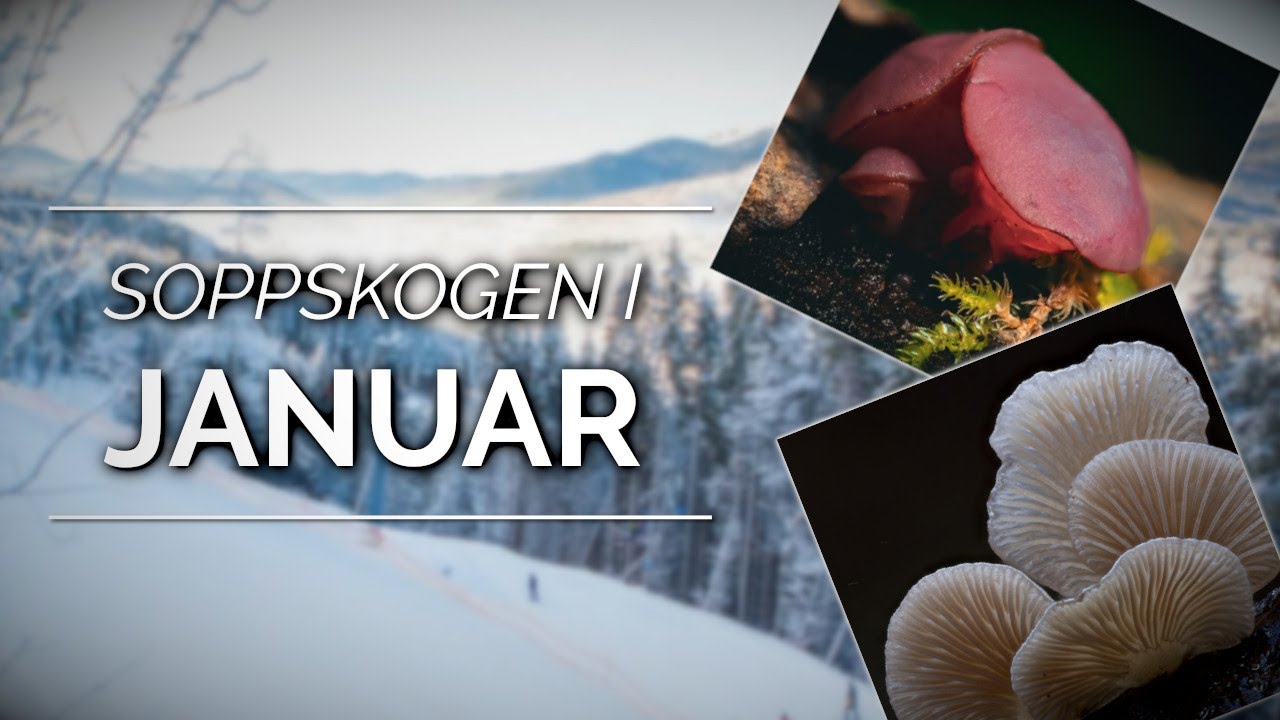 Ikke akkurat årstiden for soppjakt