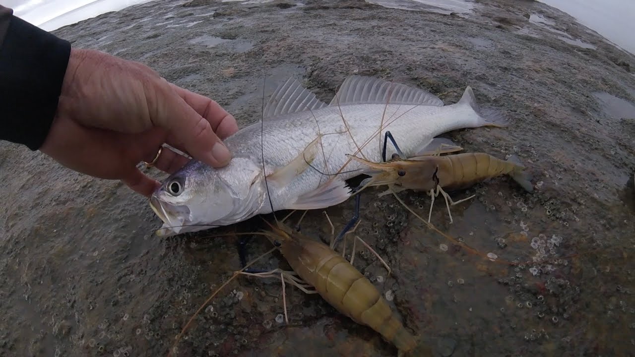 P&ecirc;che en Guyane acoupa & crevettes