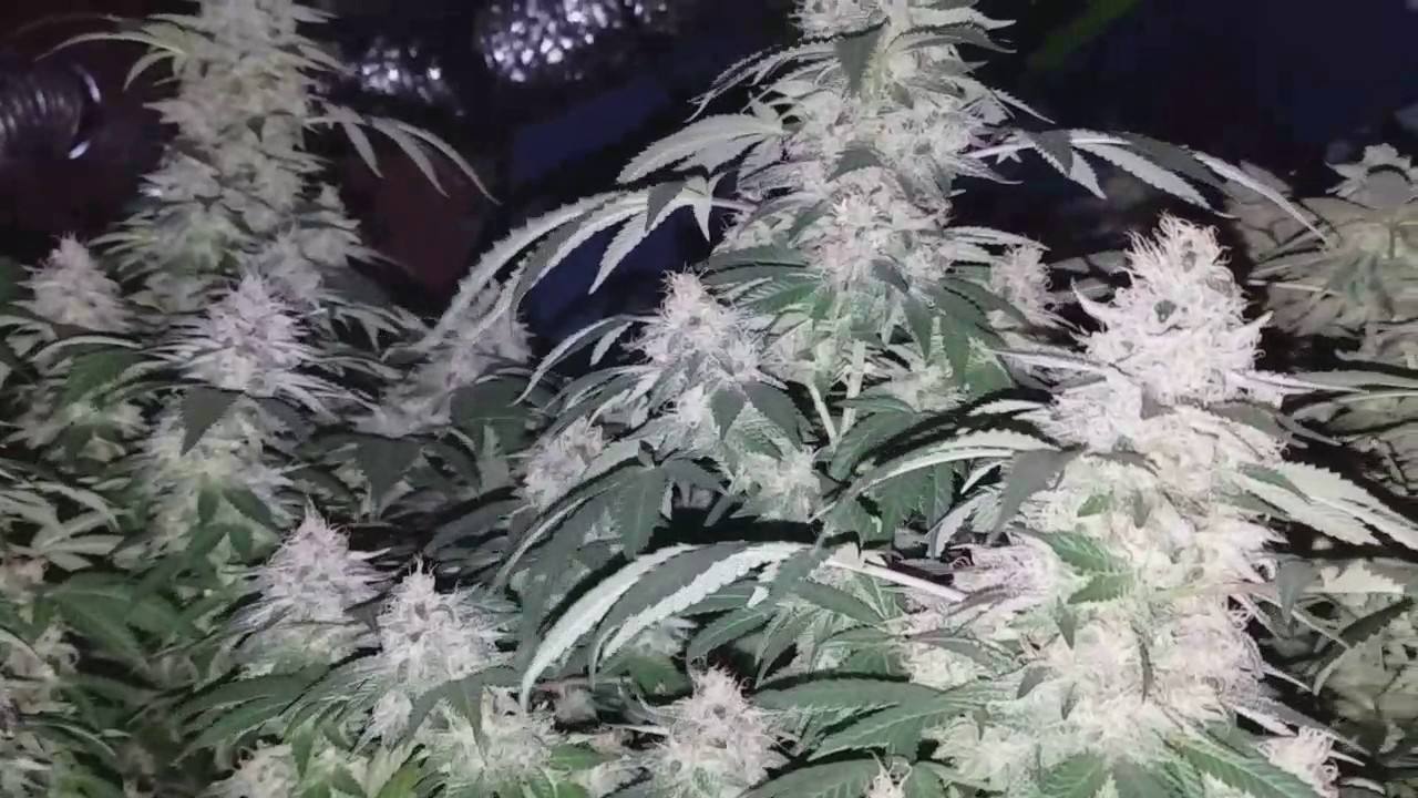 WTF IS THIS THING ON OUR MK ULTRA KUSH?????
