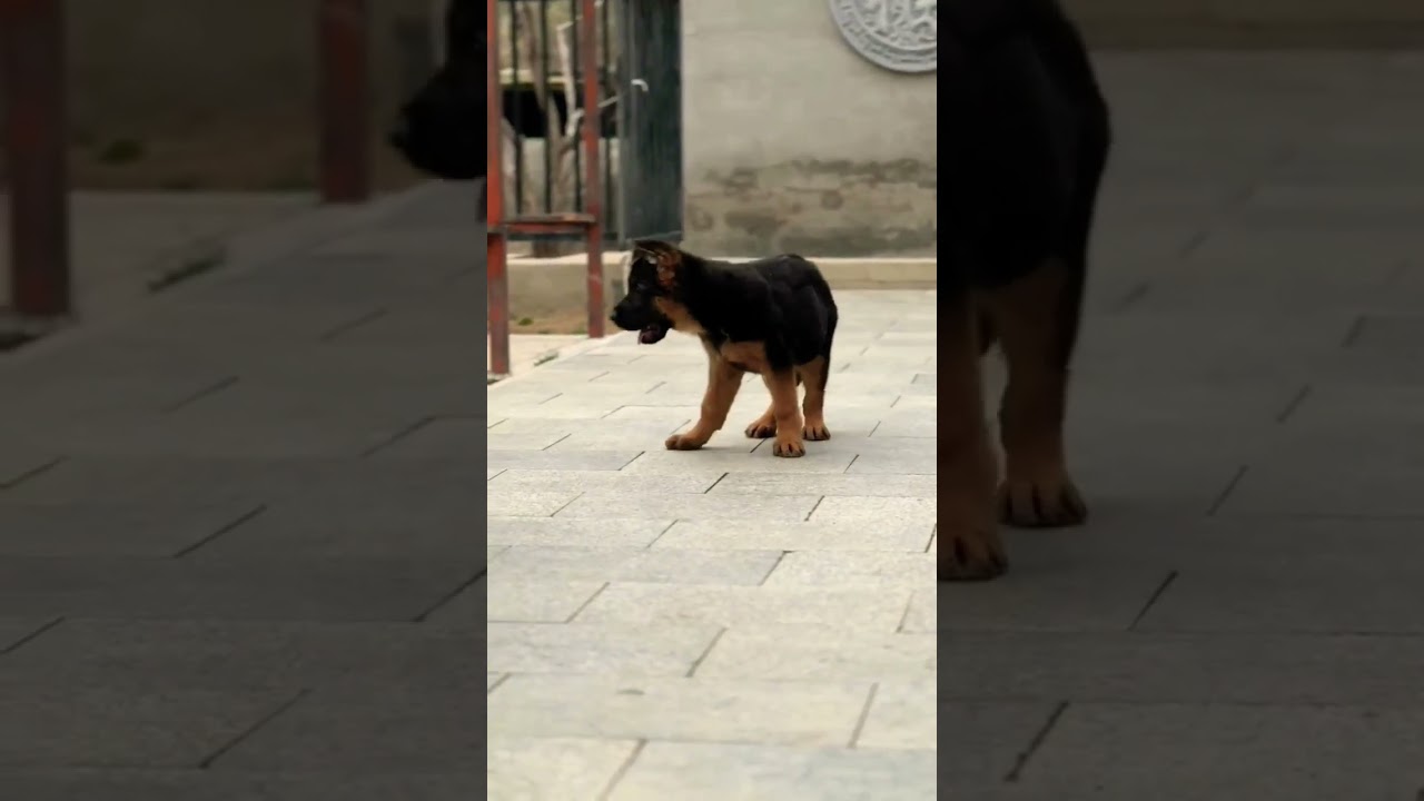 #youtubeshorts#youtube#bhoot#dog#cartoon#pet#shortvideo#viral#trending#tiktok#subscribe#shorts#short