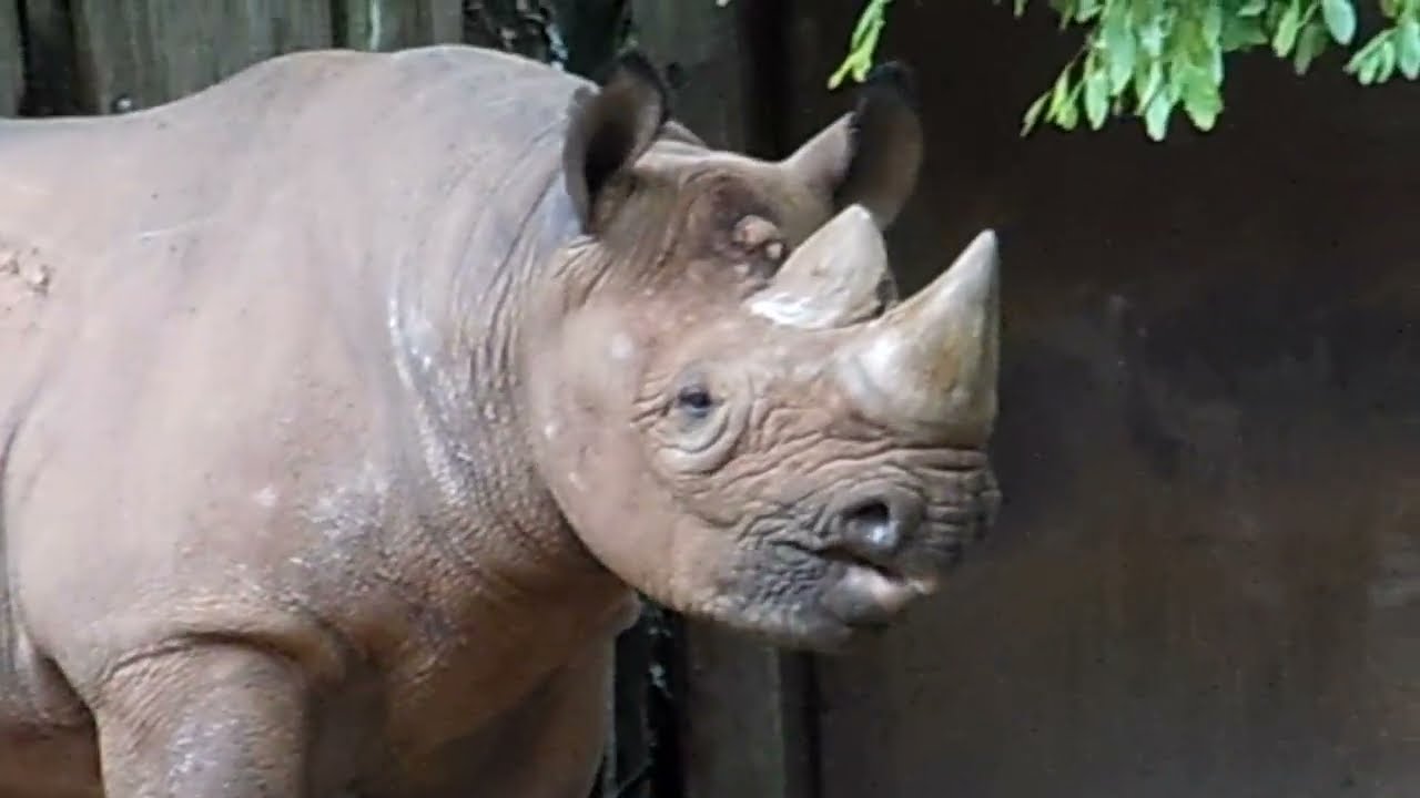 Meet the friendly Rhino. Animals for toddlers