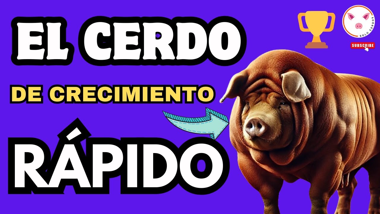 🐷💨 ¡Conoce al Gigante del Crecimiento! La Raza de Cerdo que Revoluciona la Producción 🥇🍖
