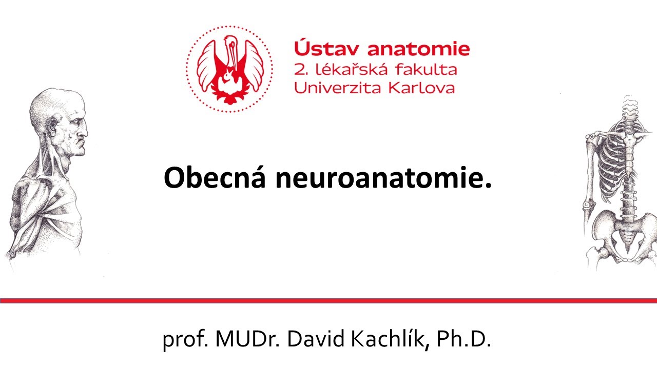 Obecn&aacute; neuroanatomie 12.11.2020