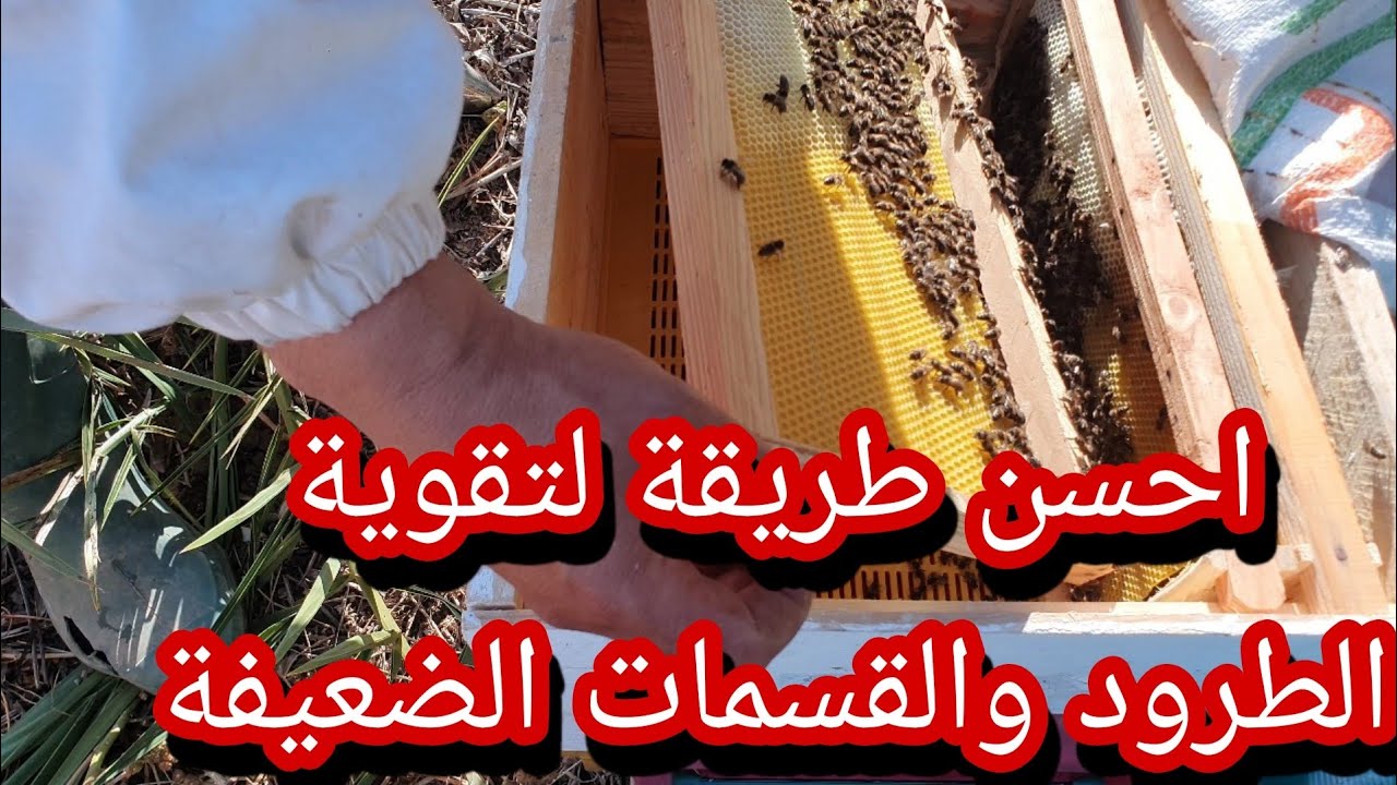 أحسن طريقة لتقوية الطرود والقسمات الضعيفة