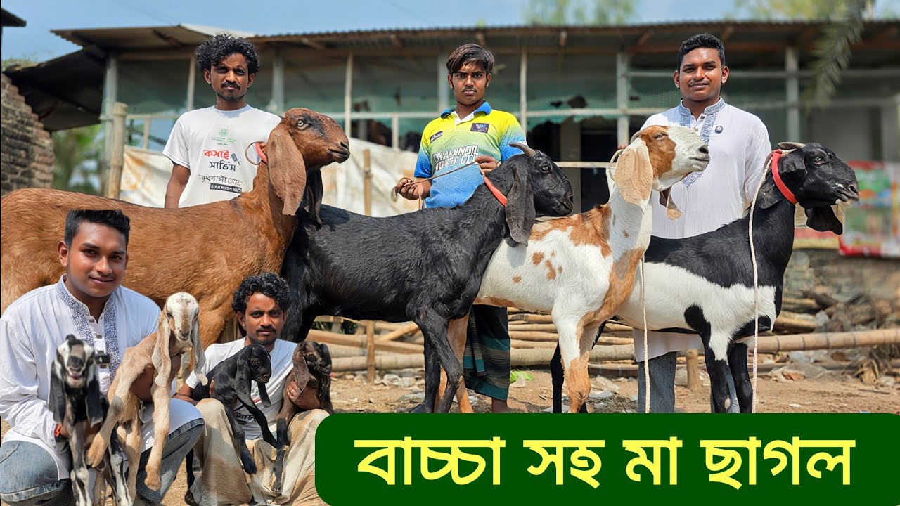 বাচ্চা সহ মা ছাগল ও উন্নত জাতের তোতাপুরি হরিয়ানা বিটল ছাগল কিনুন Goat Farming 