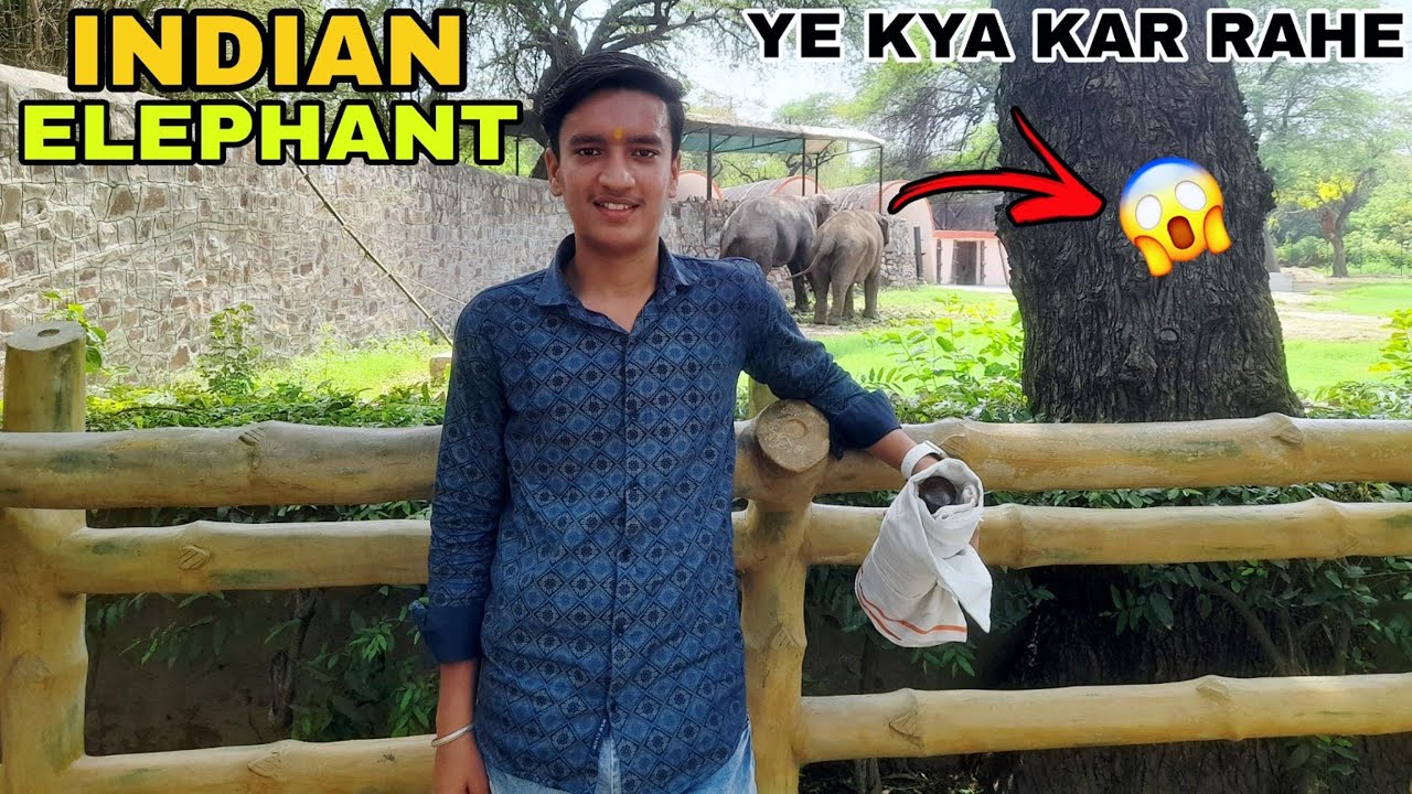 INDIAN ELEPHANT DEKH LIYA 🤩😊