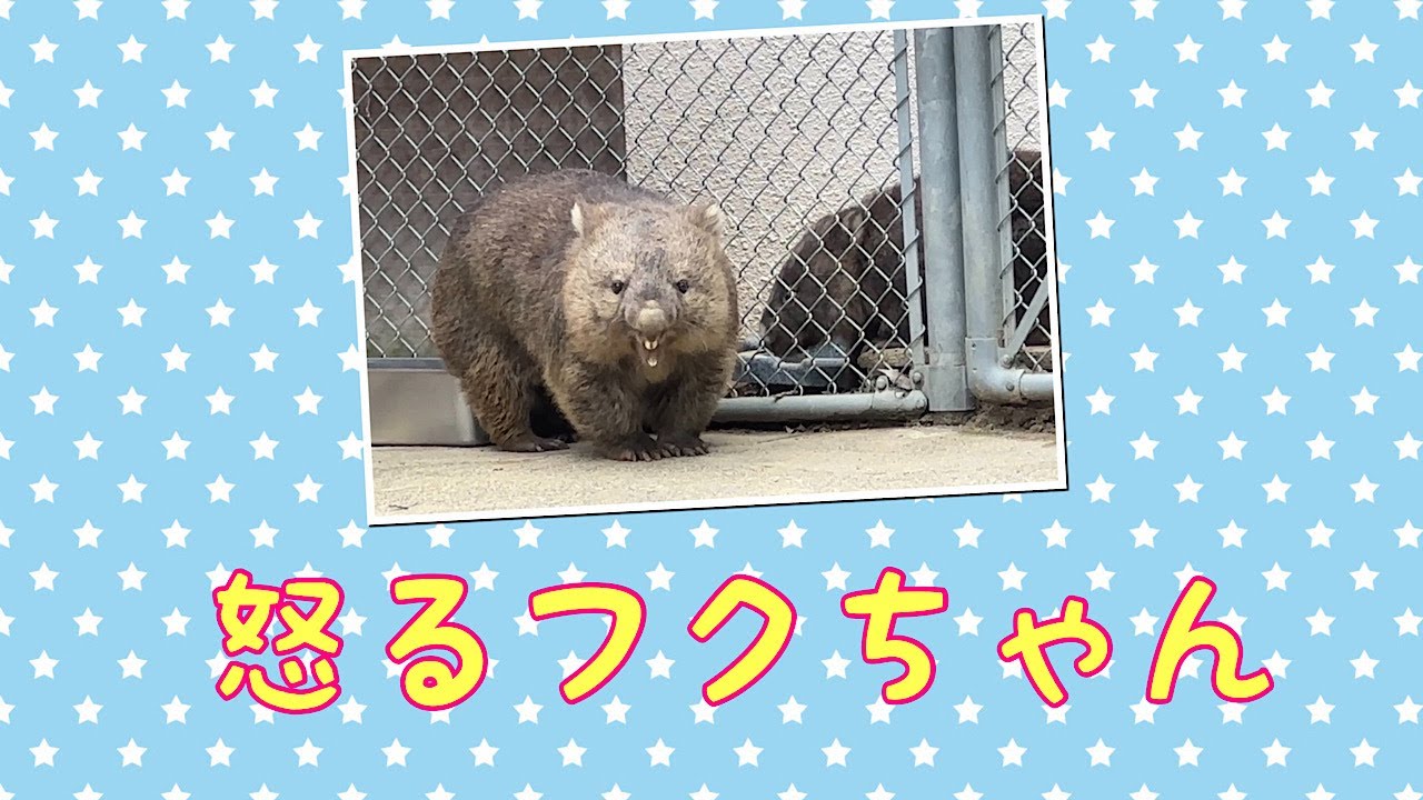 【wombat】怒るフクちゃん☆(Angry Fuku)