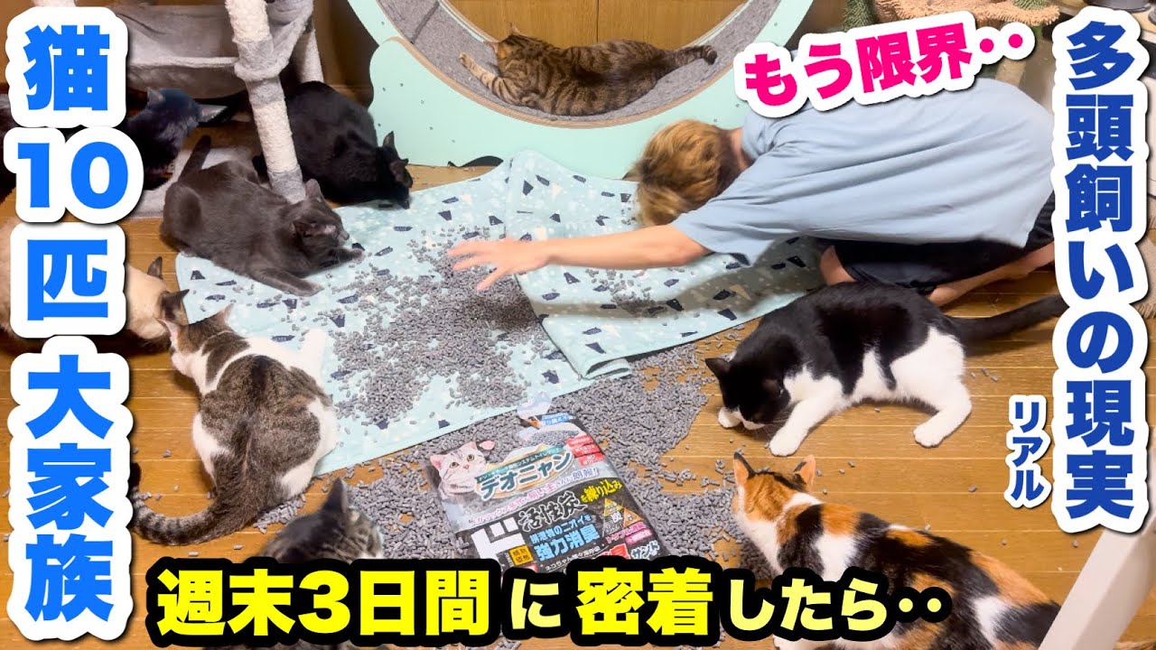 保護猫10匹大家族の週末3日間に密着したら大忙しで悲惨でした・・【猫多頭飼いの現実】