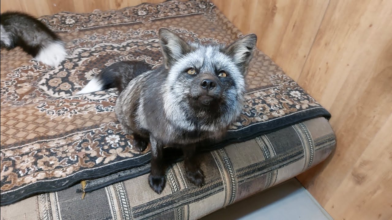 Лисы в дом на перекус.