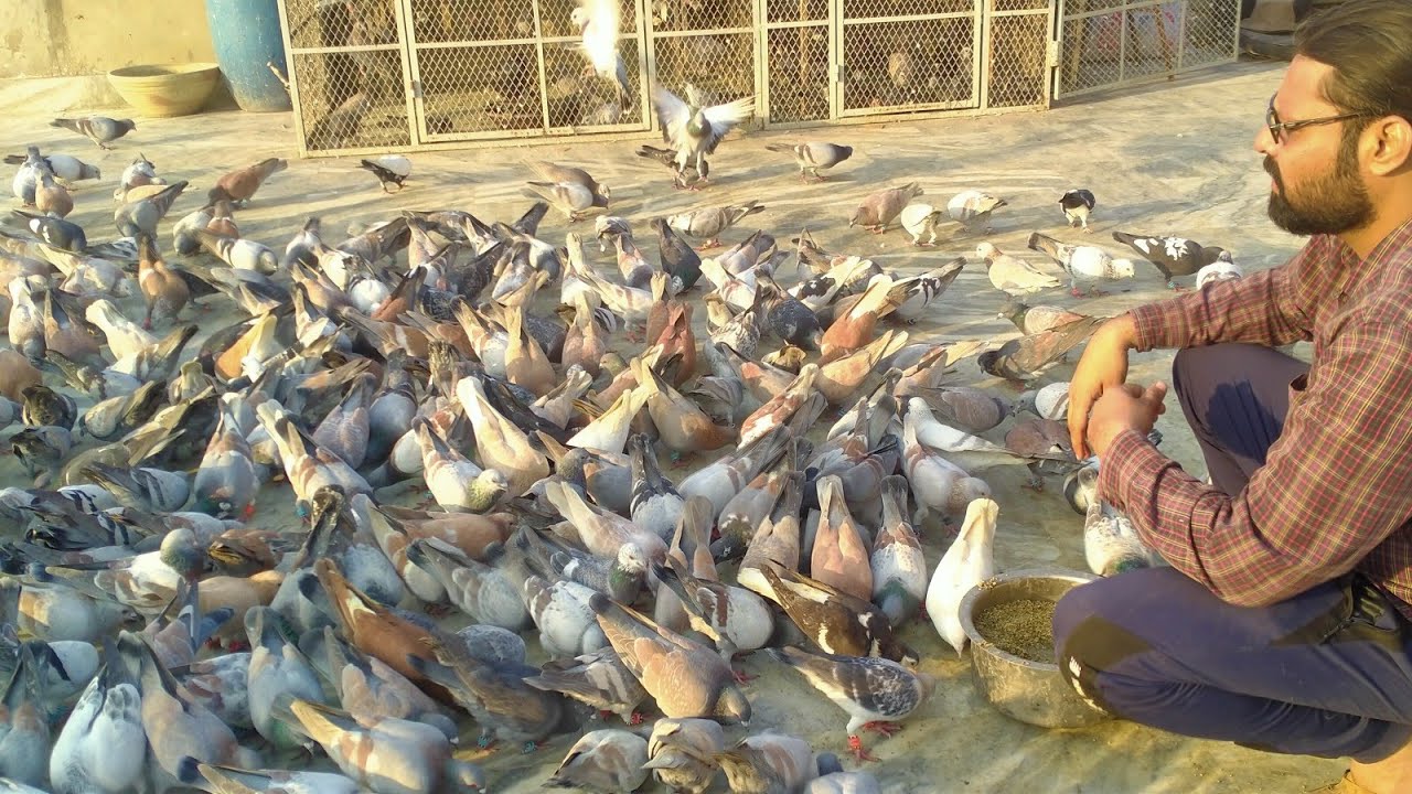 Amir Asif Bhai K 450 kabootaron Ki Larraiyan - Pigeons Fighting In Karachi || Amir Asif Pigeon Loft