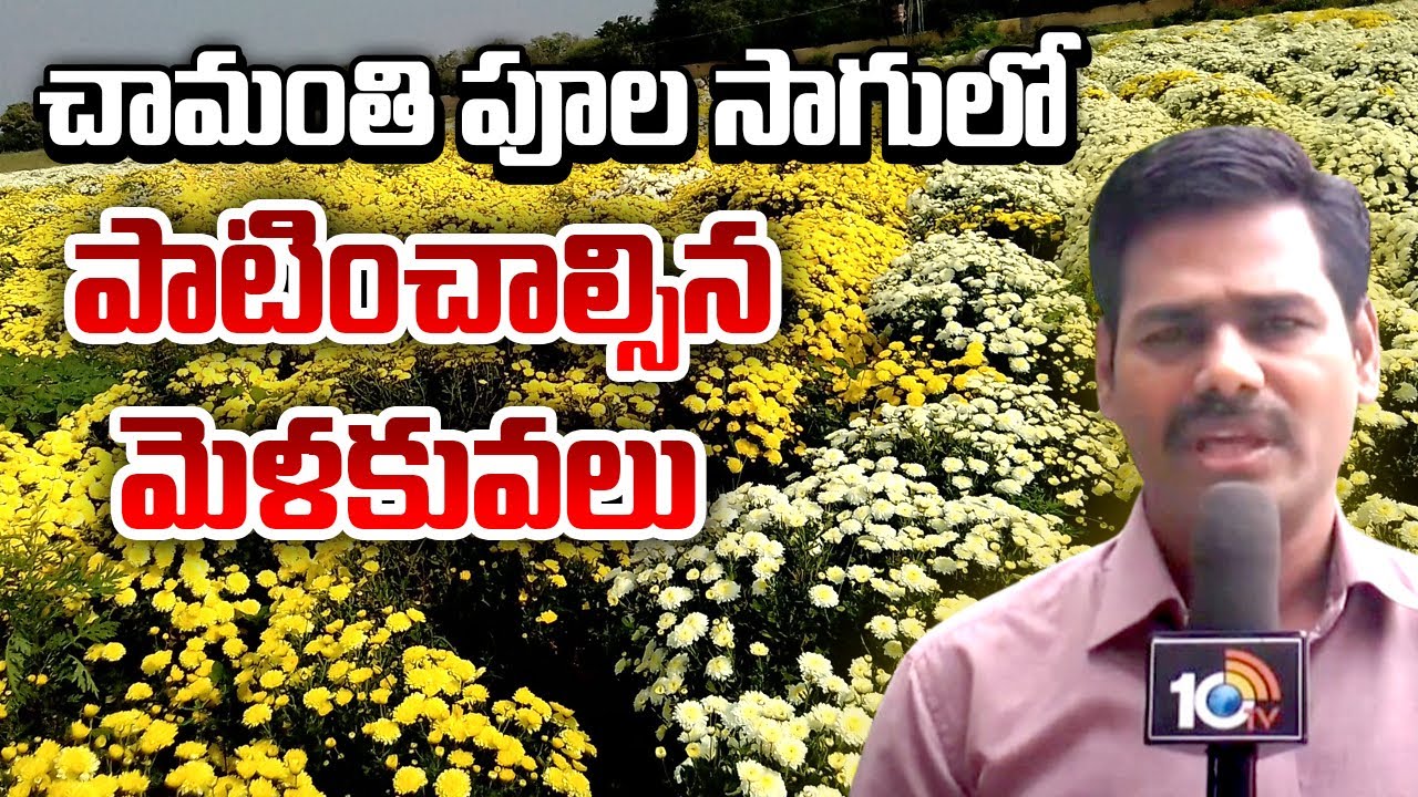 చామంతి పూల సాగులో పాటించాల్సిన మెళకువలు | Chrysanthemum Flower Cultivation | Chamanthi Sagu |