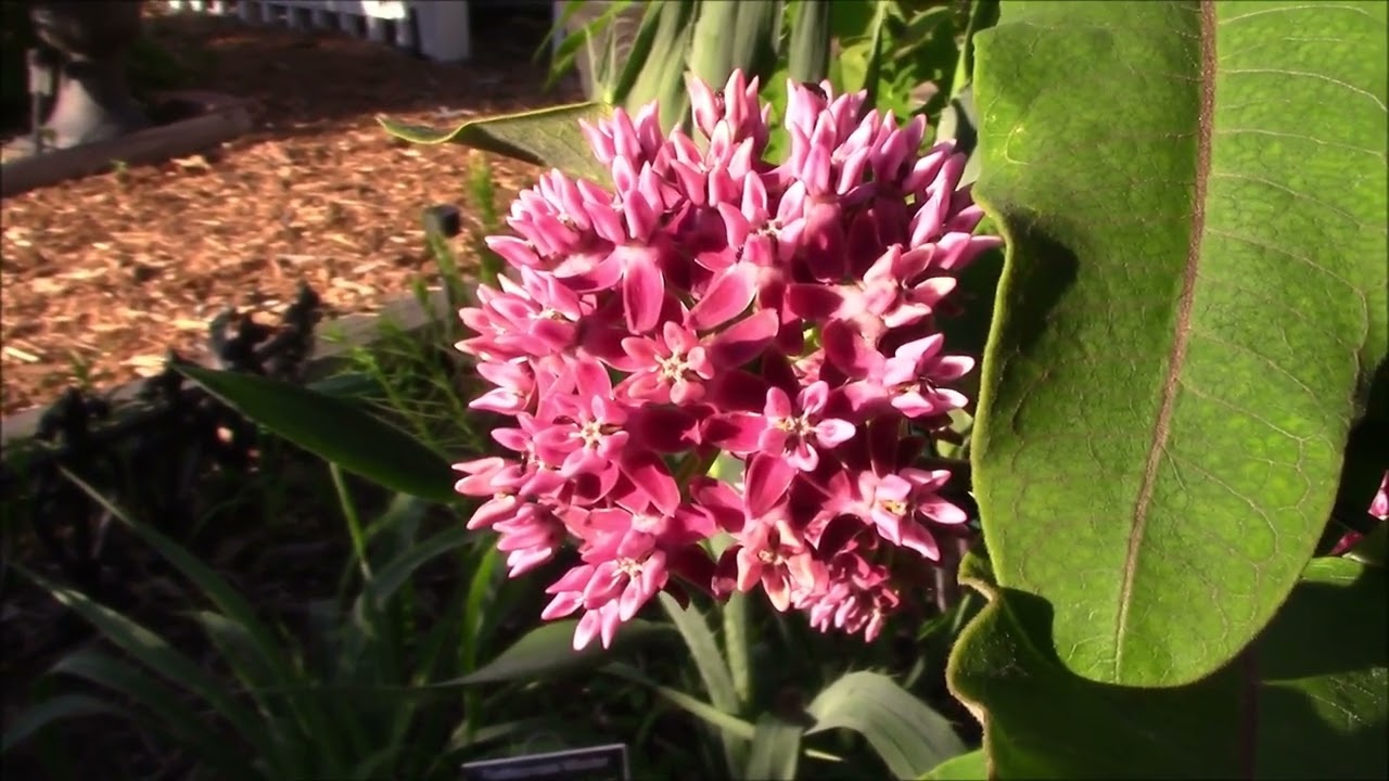 Purple Milkweed; Thriving Plant Thursday