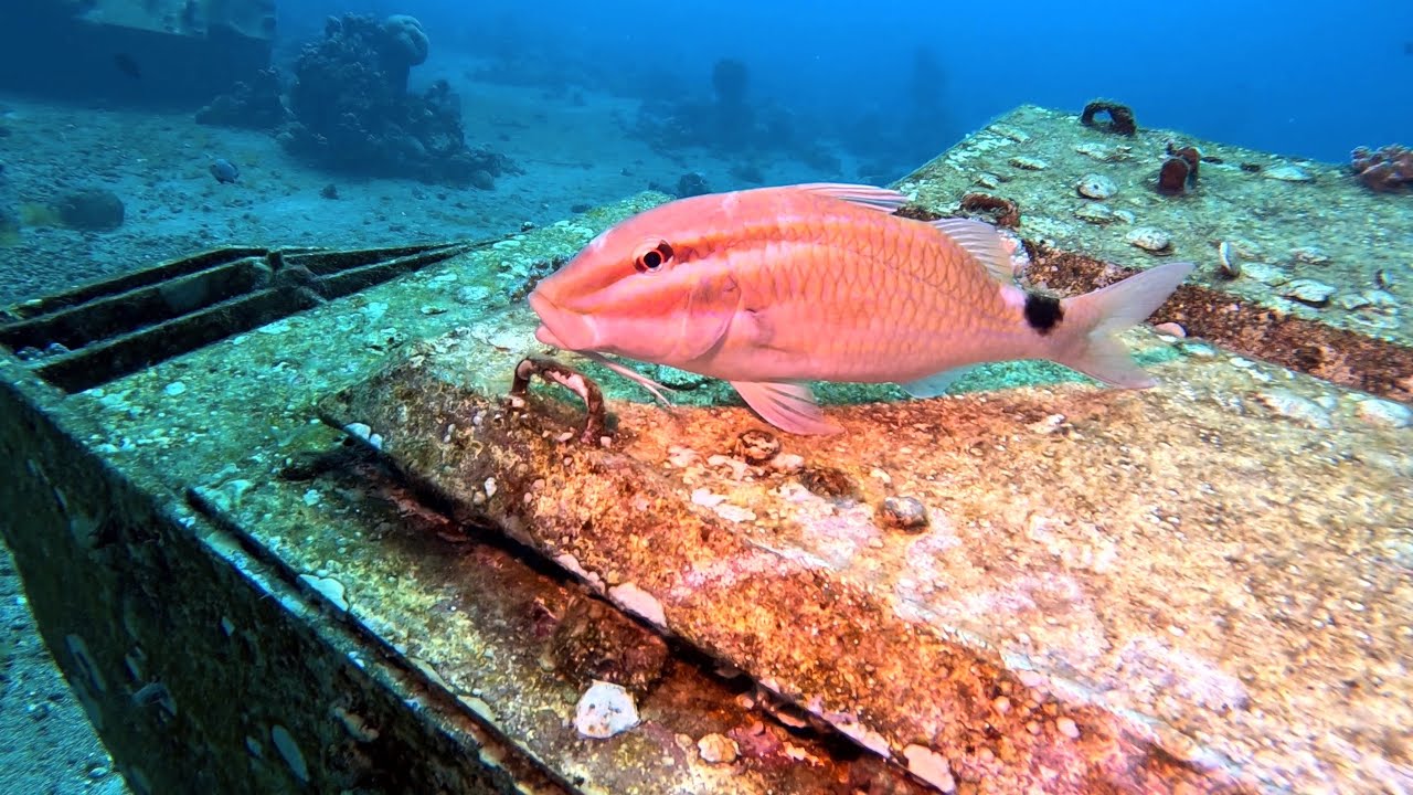 Scuba diving the coral reef in Aqaba, Jordan January 2023. @agscuba