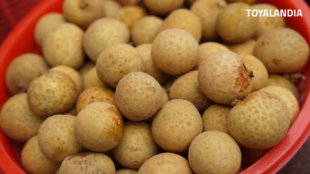 BELAJAR SERU MENGENAL BUAH UNTUK BALITA