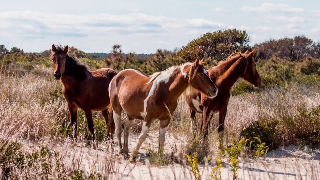 Update on Ponies Following the Chincoteague Pony Swim