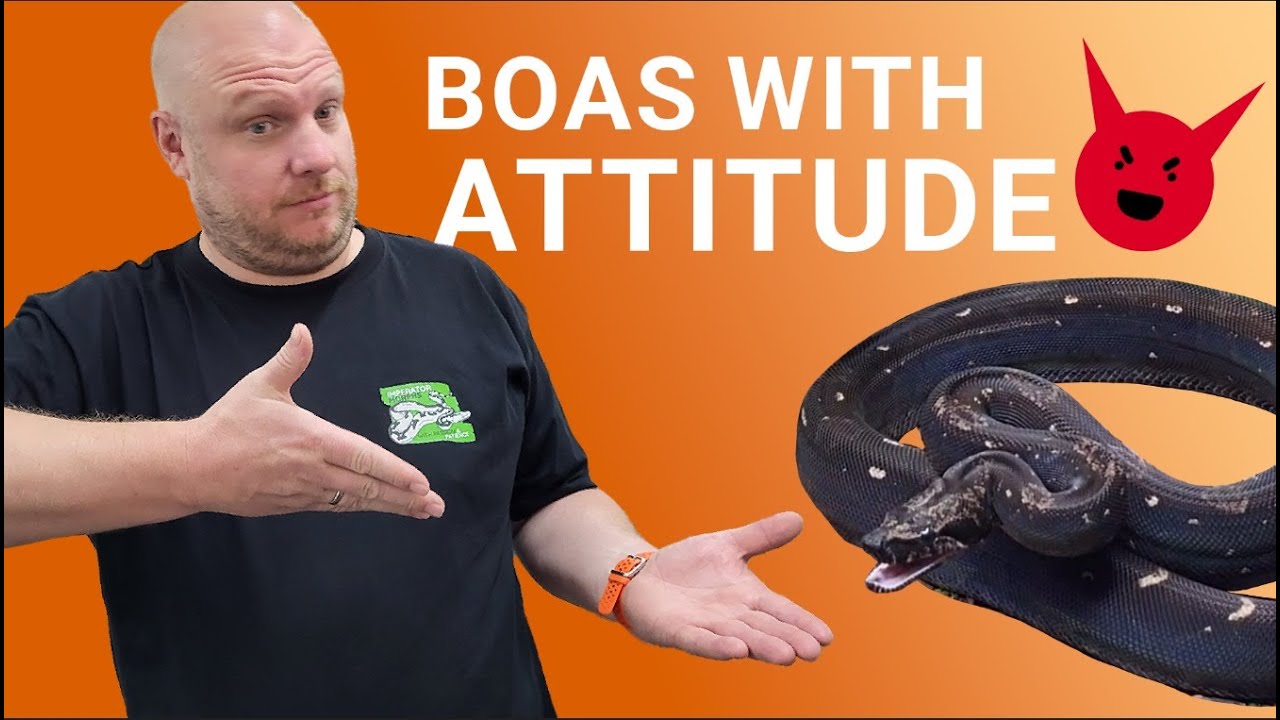 Exceptional litter born! Our IMG Hytec 100% het ******* boa imperator litter