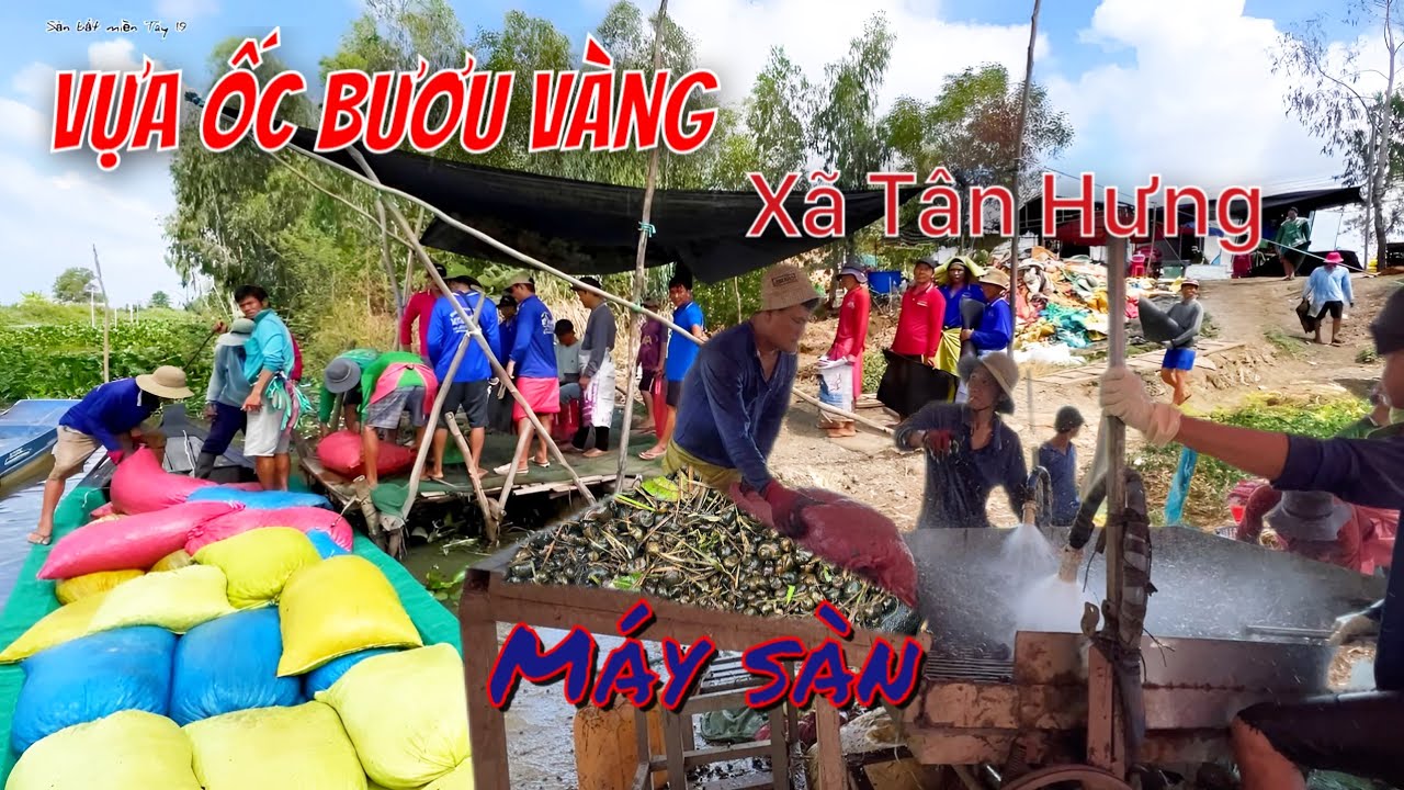 Chợ ốc bươu vàng lớn nhất tân Hưng thu mua ốc với số lượng lớn (Phát 0963424206)