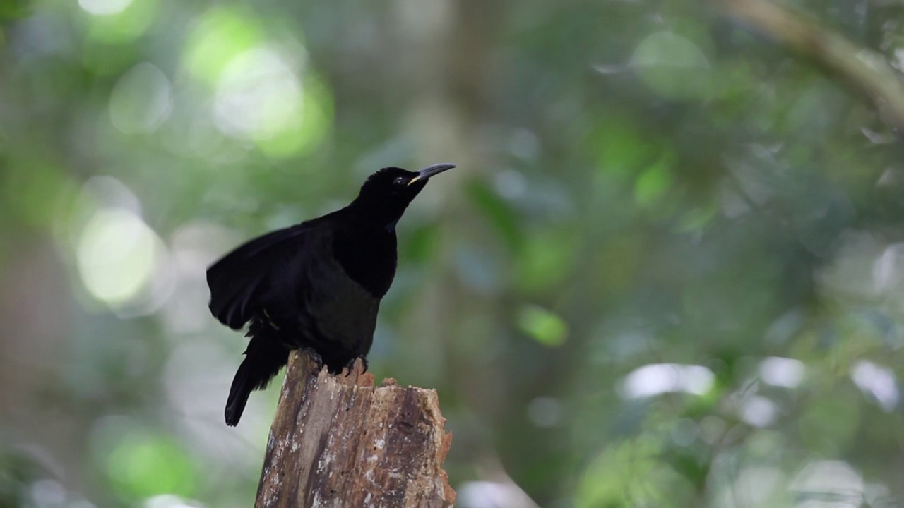 Male Victoria's riflebird (Ptiloris victoriae) preening and thermoregulating, Queensland, Australia