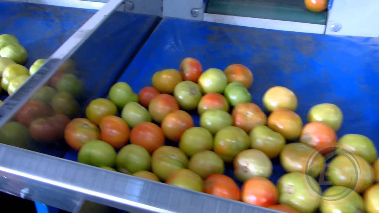 Máquina Beneficiadora de Tomates Eletrônica