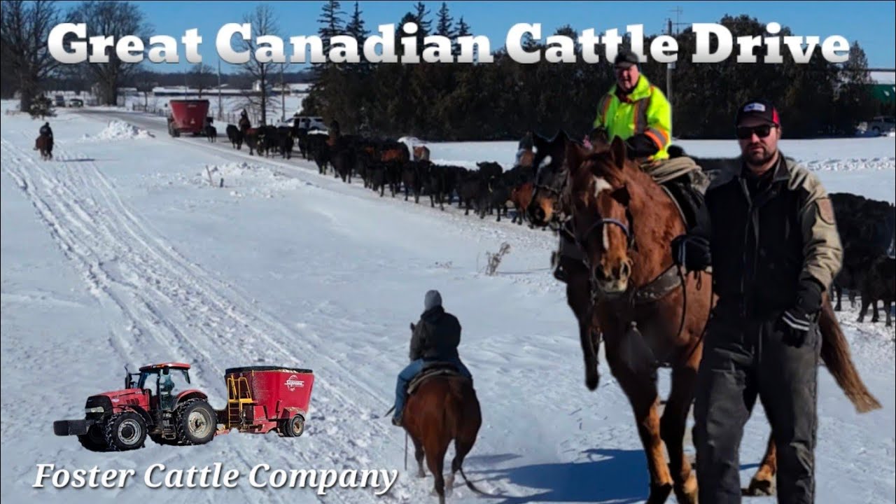 GREAT CANADIAN CATTLE DRIVE! #farming #horse #cattle #rodeo #canada #tractor #farmer #farmvideos