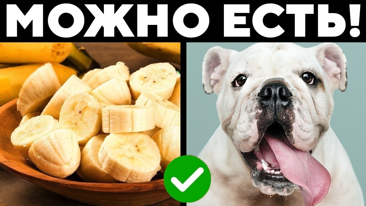 Человеческая Еда Со Стола, Которую МОЖНО ДАВАТЬ СОБАКАМ!