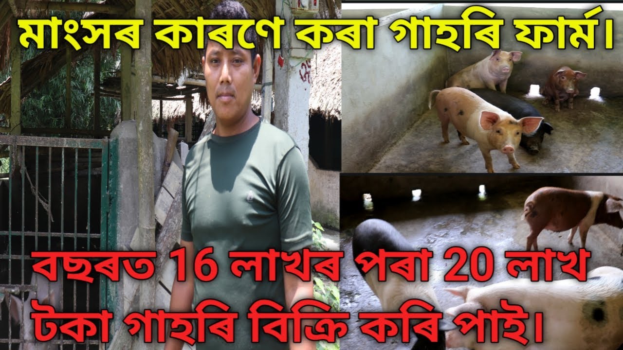 Fattening farm in Assam || how to start fattening from || Assam fattening farm.
