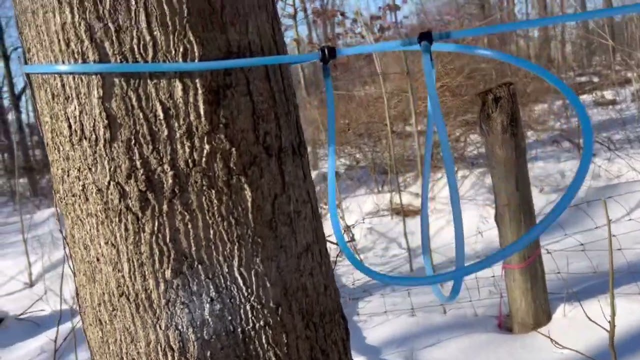 Maple Syrup Season is Finally Here! 