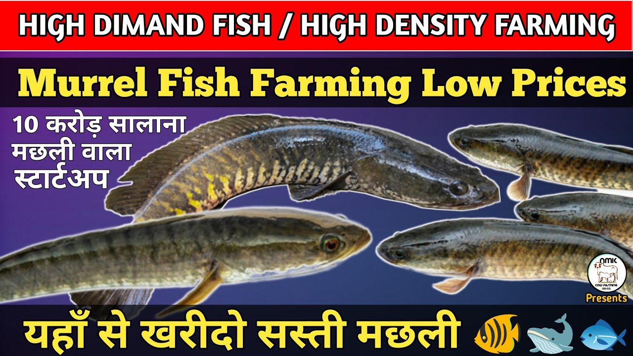 यहाँ से खरीदो सस्ती मछली😳 Murrel Fish Farming Business. Snakehead Murrel Fish Farming Business Plan💰
