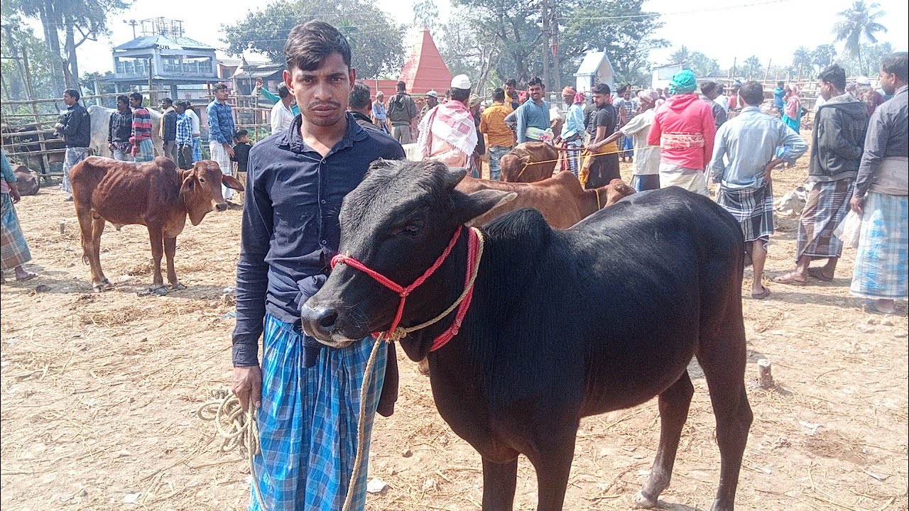 অল্প বয়সে বাছুর কত দাম চাইছে 🐄  tarafdar vlog || mini boil video  Bengal cow market || 2024