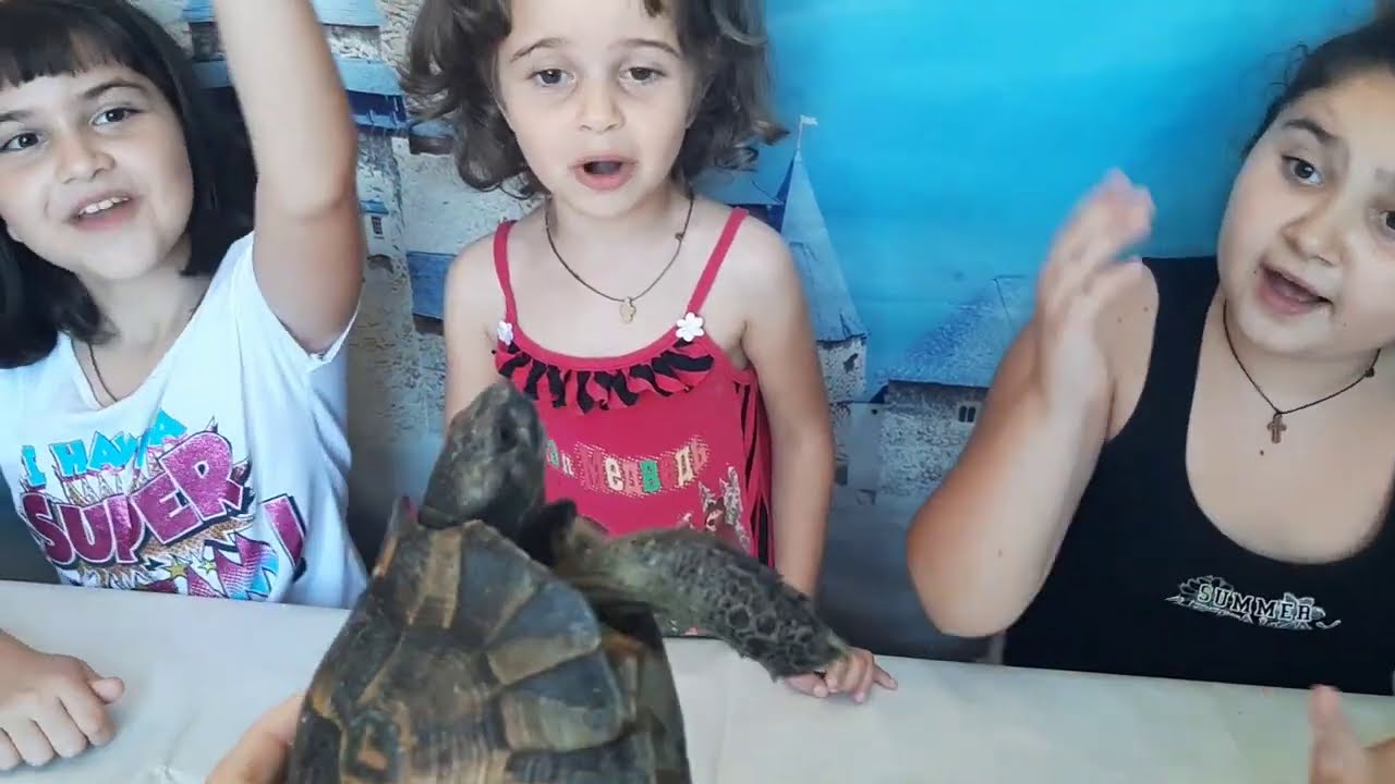 ცოცხალი არსება ჩვენთან. კუ სახელად ნიკი. ako and princesses