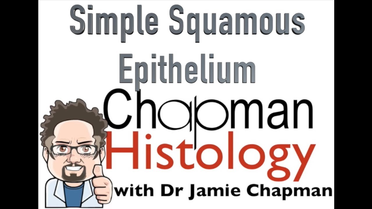 3 Min Histology Simple Squamous Epithelium