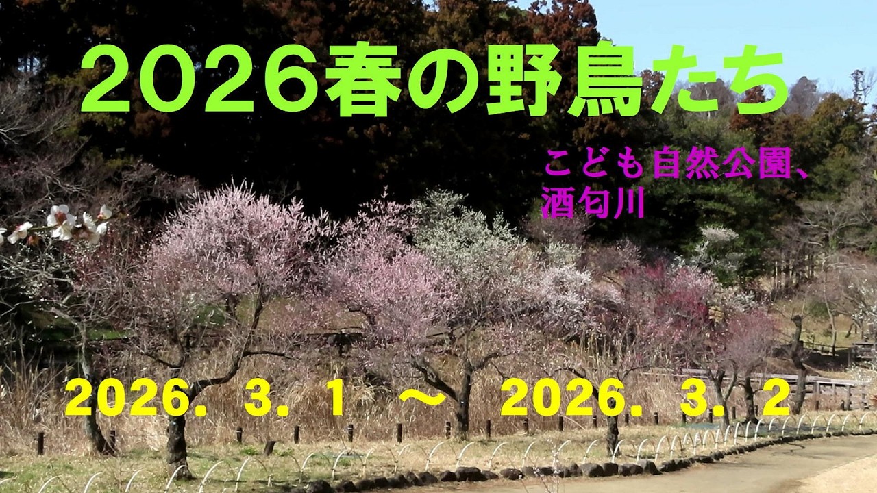 ２０２６春の野鳥たち
