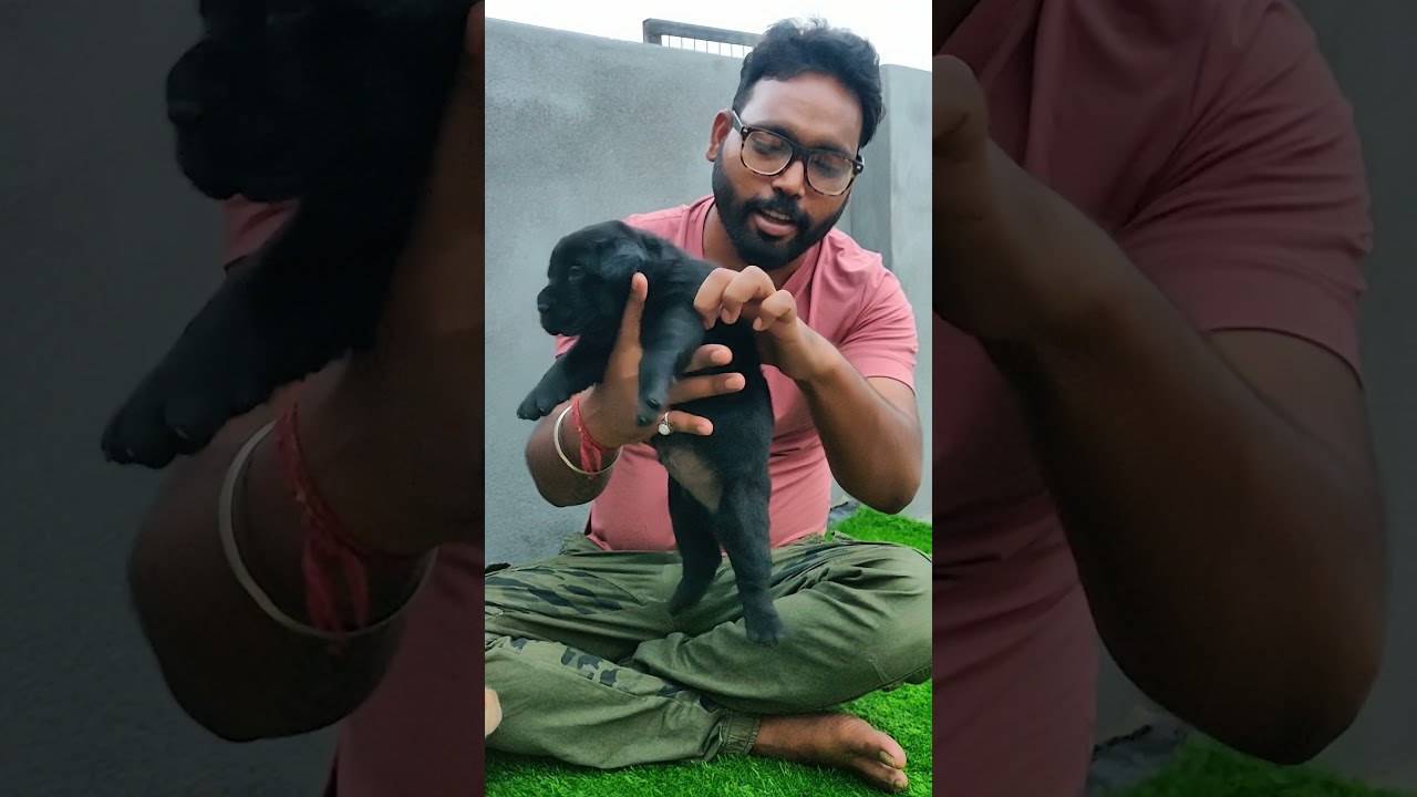 Black Diamond Labrador puppy for Sale 9896504757