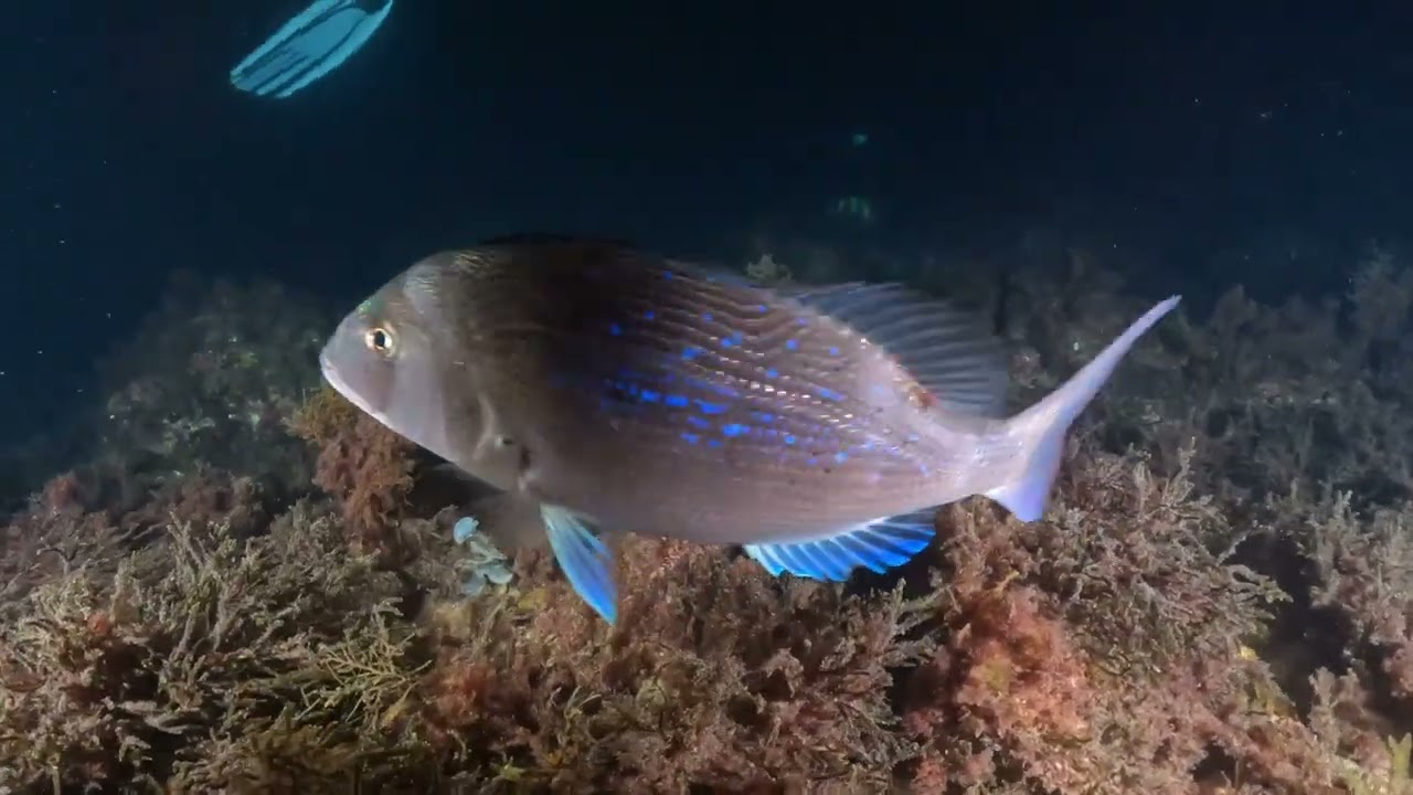 Buceo nocturno en Ostende