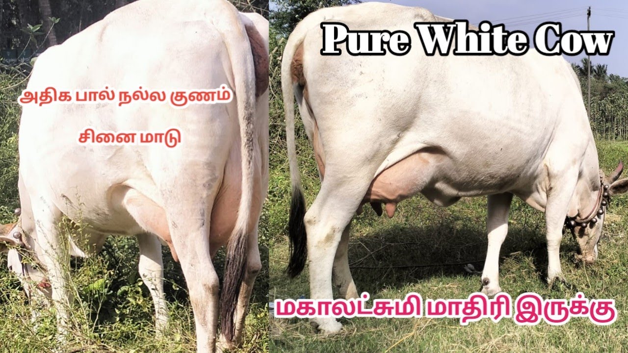 மகாலட்சுமி மாதிரி ரொம்ப அழகில் அதிக கறவையில் சினை மாடு வெள்ளை நிற சினை மாடு விற்பனை