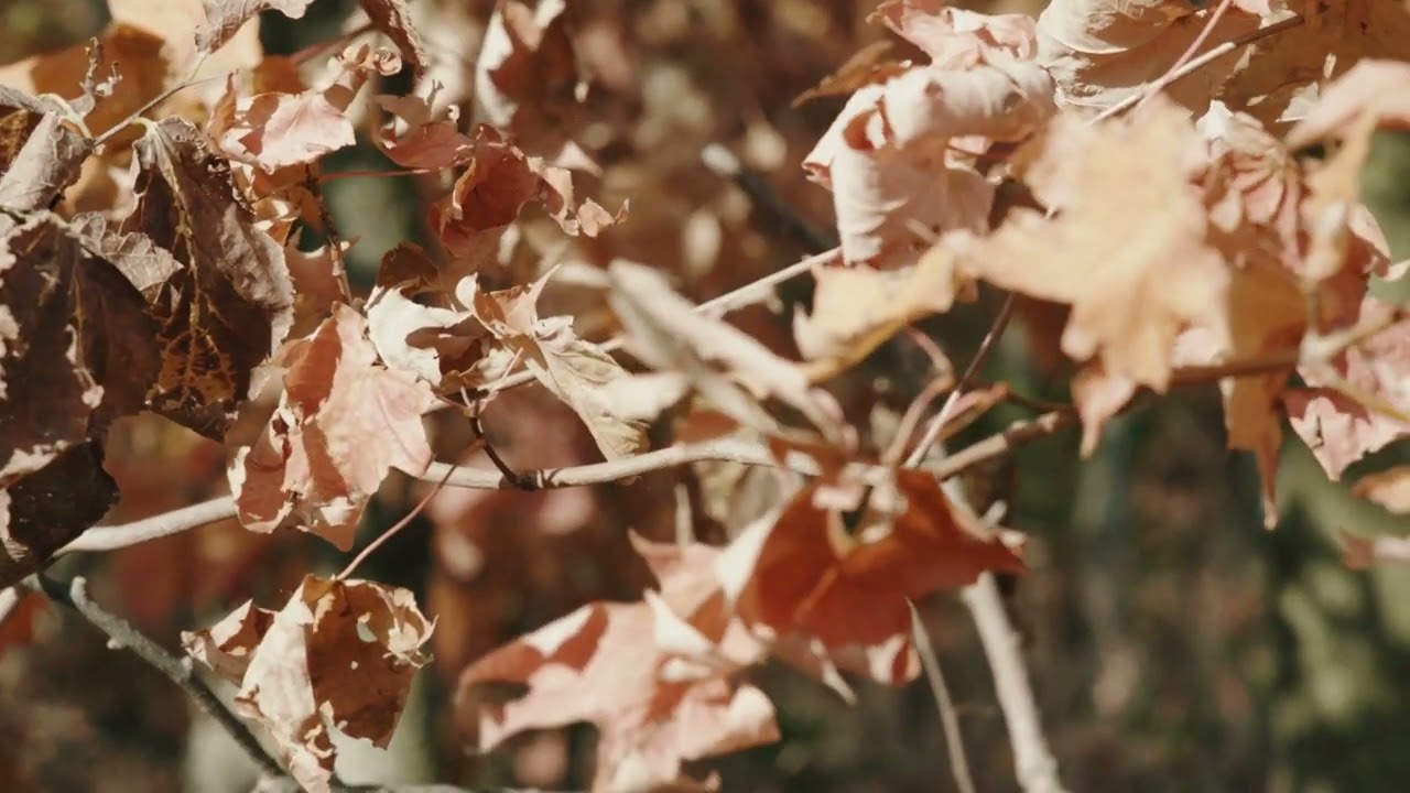 Autumn Waltz