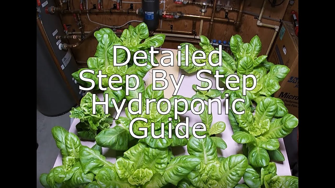 Growing Hydroponic  Romaine Lettuce | Hydroponic Journey Part 1