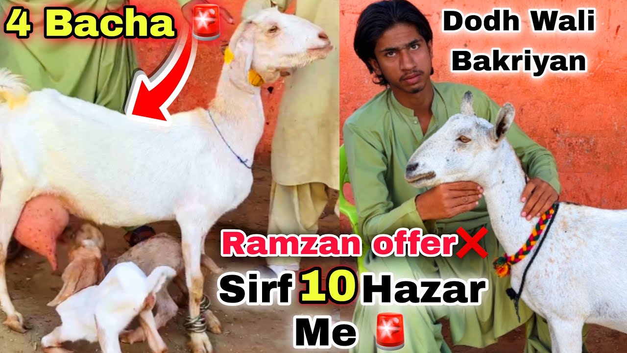 🍀Dodh Wali & Bacho Wali Bakriyan 🚨 Sirf 10 Hazar ❤️ Sindhi Hotel Bakra Mandi Se Sasti 