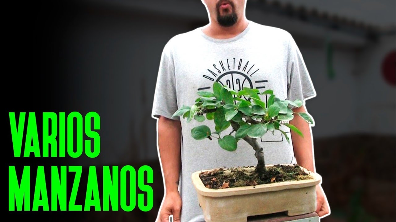 Manzanos bonsai y prebonsai