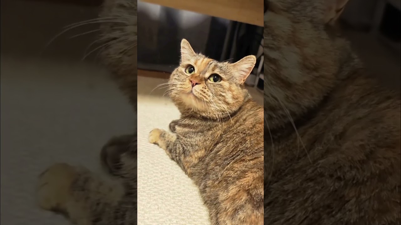 Your adorable kitty alarm clock #cat #meow #ねこ #고양이 #貓 #miau #katze #gato #Кошка #Kedi