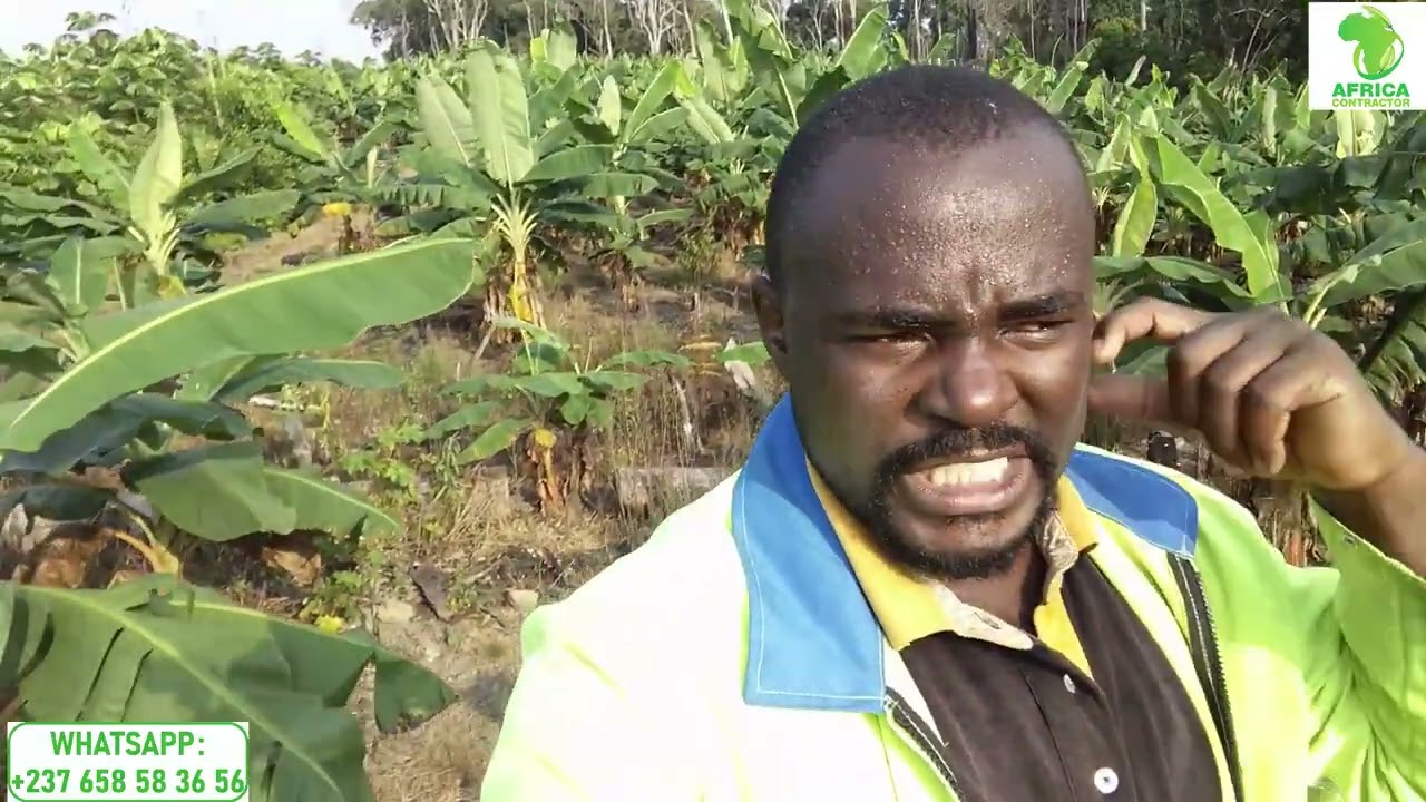 Fertilisation et traitement des maladies en culture du bananier plantain 